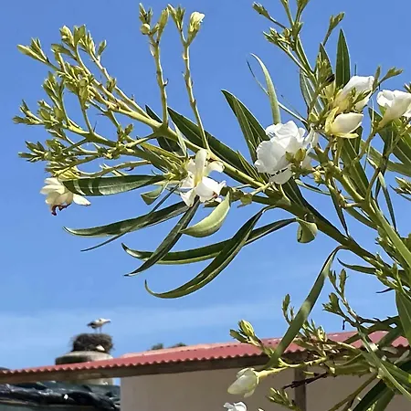 カントリーハウス Herdade Dos Salgados Do Fialho *