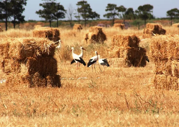 Herdade Dos Salgados Do Fialho * Faro